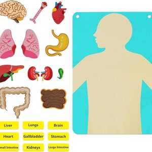Rompecabezas de estructura corporal